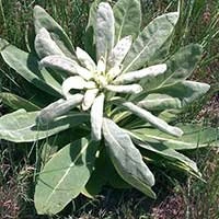 Mullein Extract